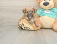 8 week old Morkie Puppy For Sale - Windy City Pups