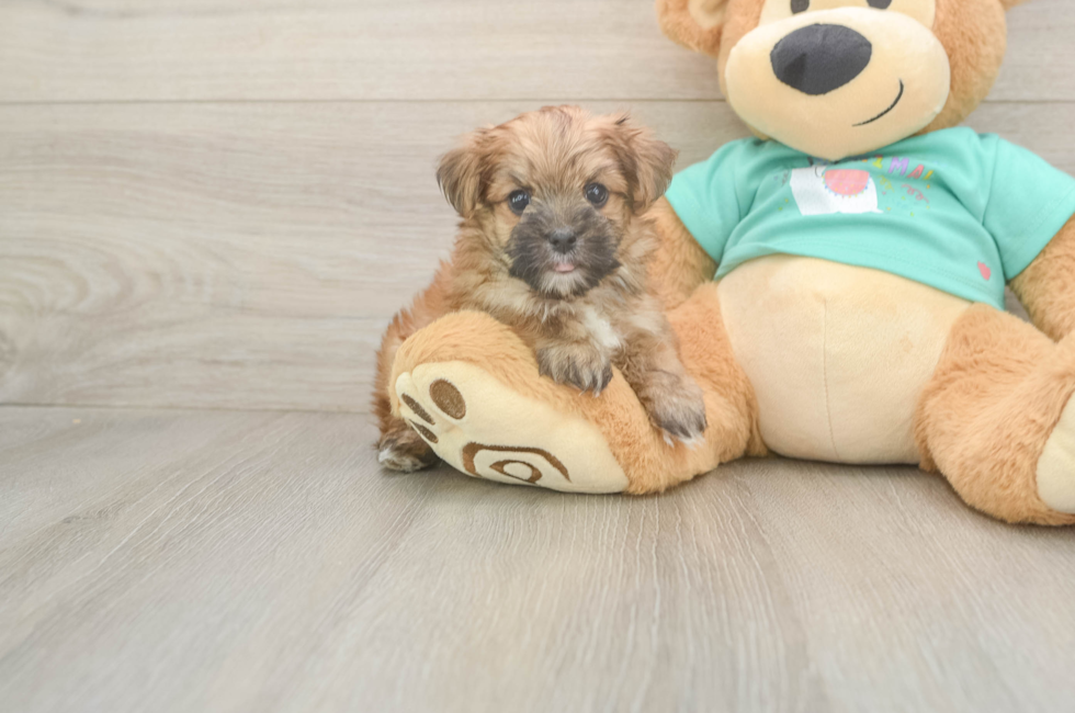 6 week old Morkie Puppy For Sale - Windy City Pups