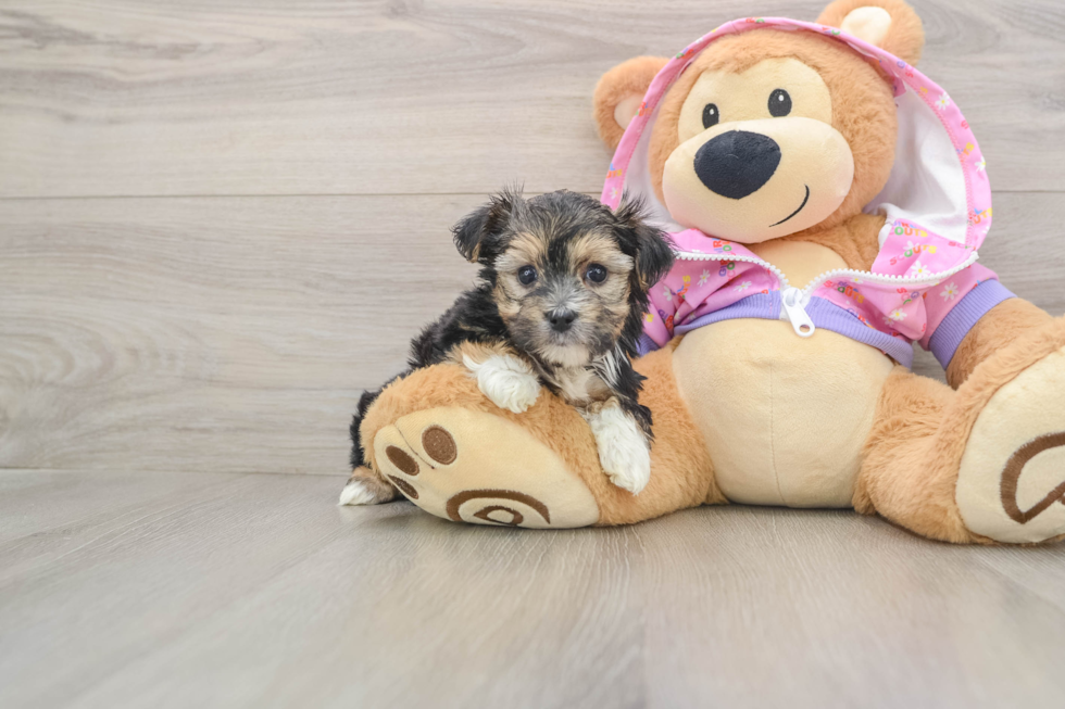 Cute Morkie Baby