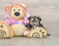 6 week old Morkie Puppy For Sale - Windy City Pups