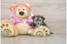 Morkie Puppy for Adoption