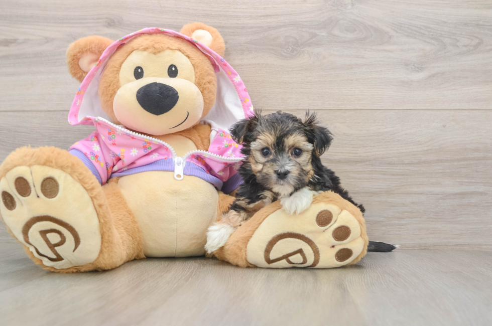 5 week old Morkie Puppy For Sale - Windy City Pups