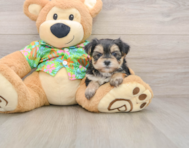 5 week old Morkie Puppy For Sale - Windy City Pups