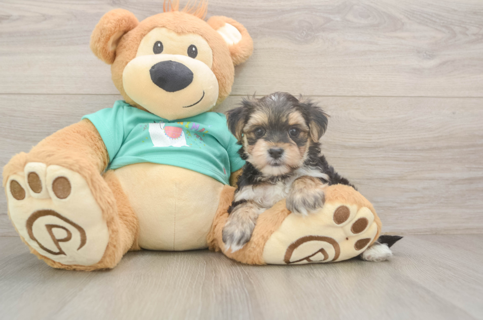 6 week old Morkie Puppy For Sale - Windy City Pups