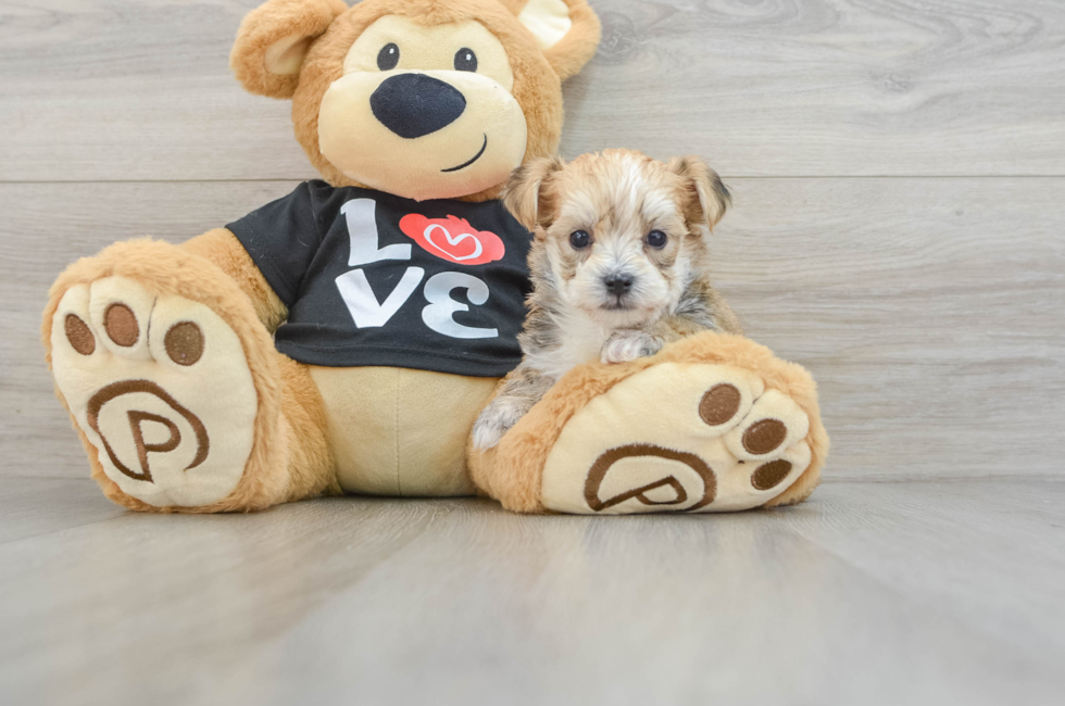 5 week old Morkie Puppy For Sale - Windy City Pups