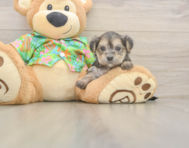 5 week old Morkie Puppy For Sale - Windy City Pups
