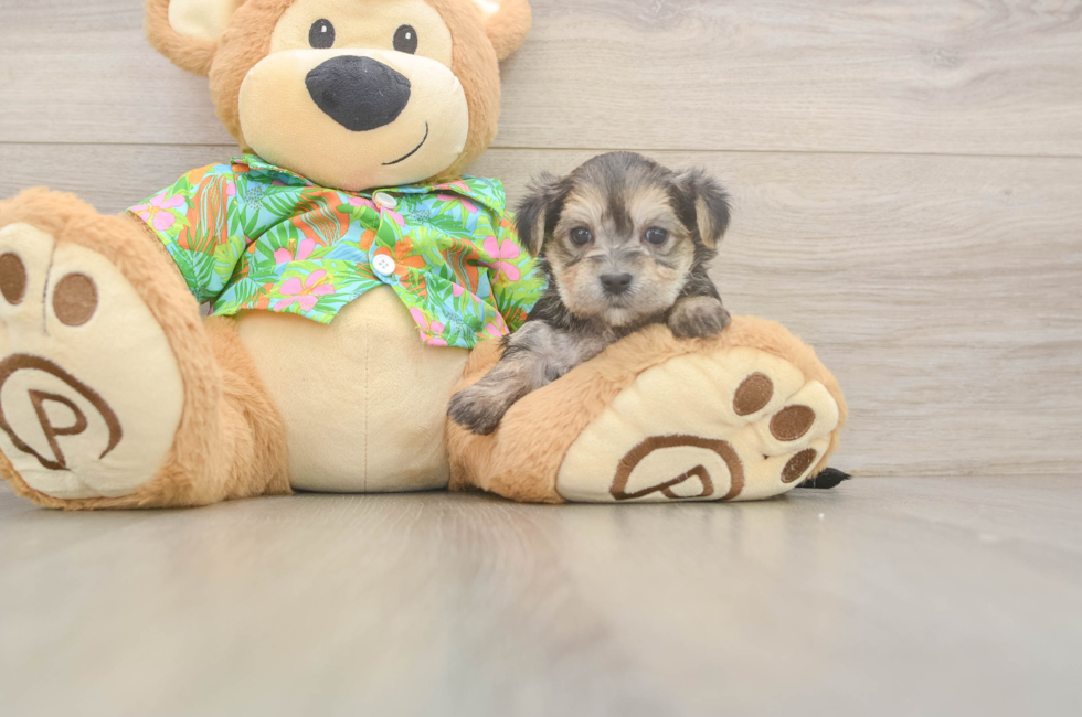 5 week old Morkie Puppy For Sale - Windy City Pups