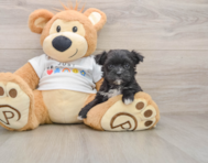 6 week old Morkie Puppy For Sale - Windy City Pups