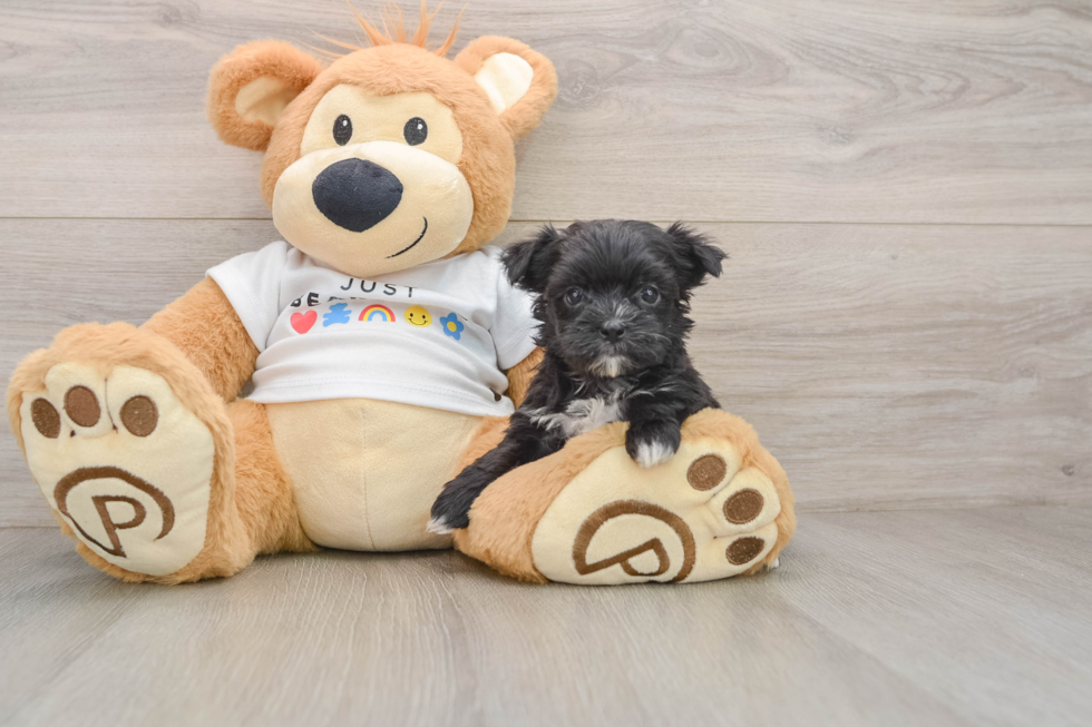 Morkie Pup Being Cute
