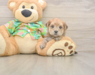 5 week old Morkie Puppy For Sale - Windy City Pups