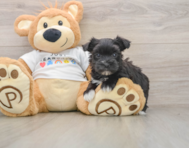 5 week old Morkie Puppy For Sale - Windy City Pups