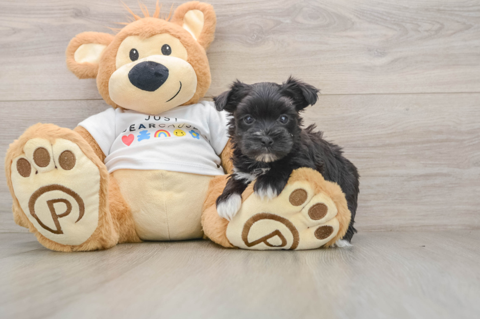 Hypoallergenic Maltese Yorkie Mix Designer Puppy