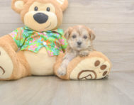 5 week old Morkie Puppy For Sale - Windy City Pups