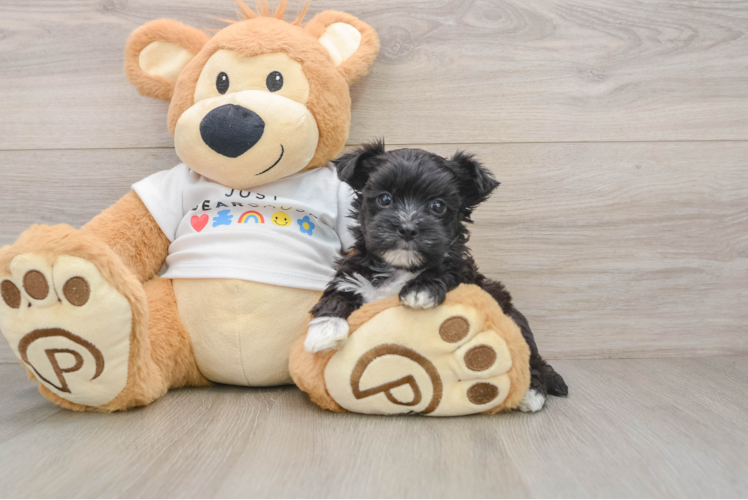 Energetic Morkshire Terrier Designer Puppy