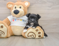 6 week old Morkie Puppy For Sale - Windy City Pups