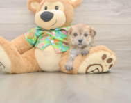 5 week old Morkie Puppy For Sale - Windy City Pups
