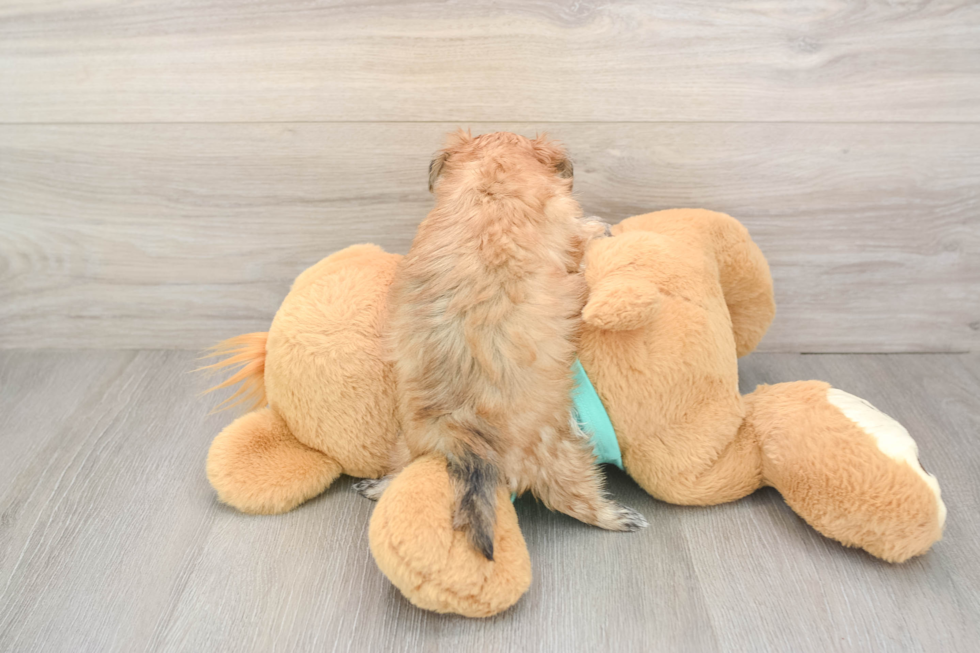 Morkie Pup Being Cute