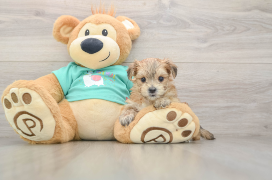 Petite Morkie Designer Pup