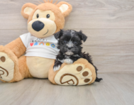 6 week old Morkie Puppy For Sale - Windy City Pups