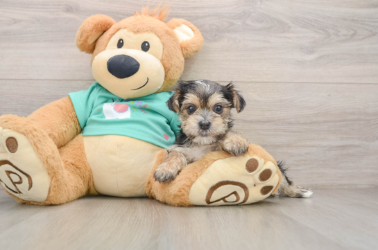Morkie Puppy for Adoption