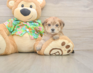 5 week old Morkie Puppy For Sale - Windy City Pups