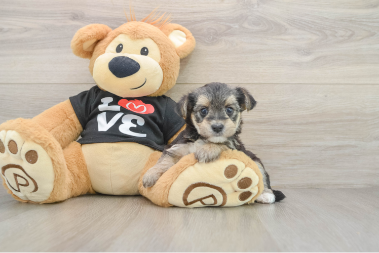 Morkie Puppy for Adoption