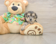 5 week old Morkie Puppy For Sale - Windy City Pups