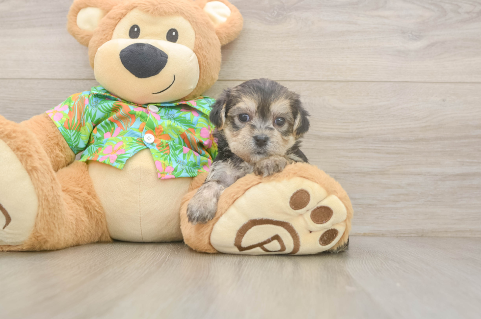 5 week old Morkie Puppy For Sale - Windy City Pups