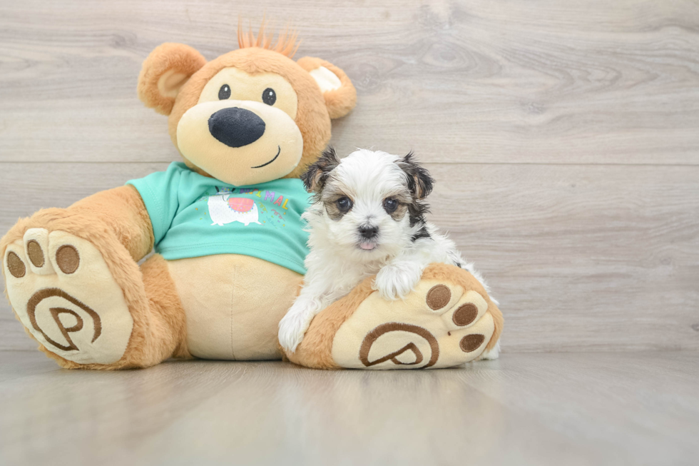 Little Malki Designer Puppy