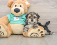 7 week old Morkie Puppy For Sale - Windy City Pups