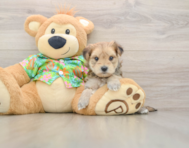 7 week old Morkie Puppy For Sale - Windy City Pups