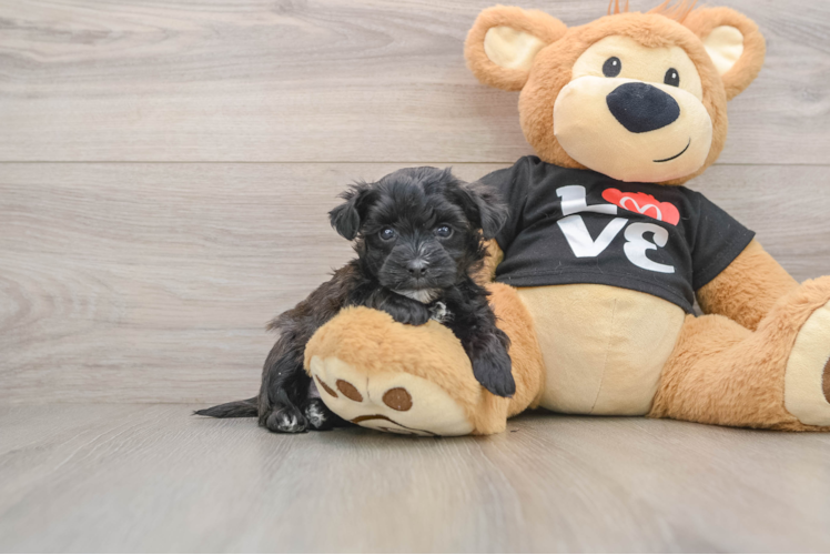 Energetic Maltiyork Designer Puppy