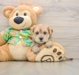 7 week old Morkie Puppy For Sale - Windy City Pups