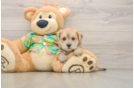 Hypoallergenic Yortese Designer Puppy