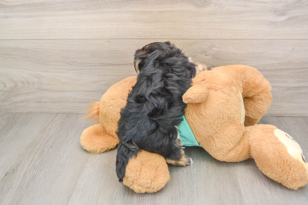 Petite Morkie Designer Pup