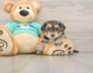 6 week old Morkie Puppy For Sale - Windy City Pups