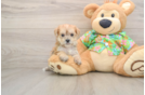 Hypoallergenic Maltiyork Designer Puppy