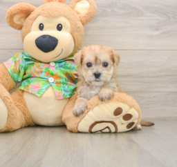 7 week old Morkie Puppy For Sale - Windy City Pups