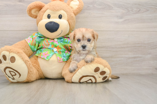 Friendly Morkie Baby