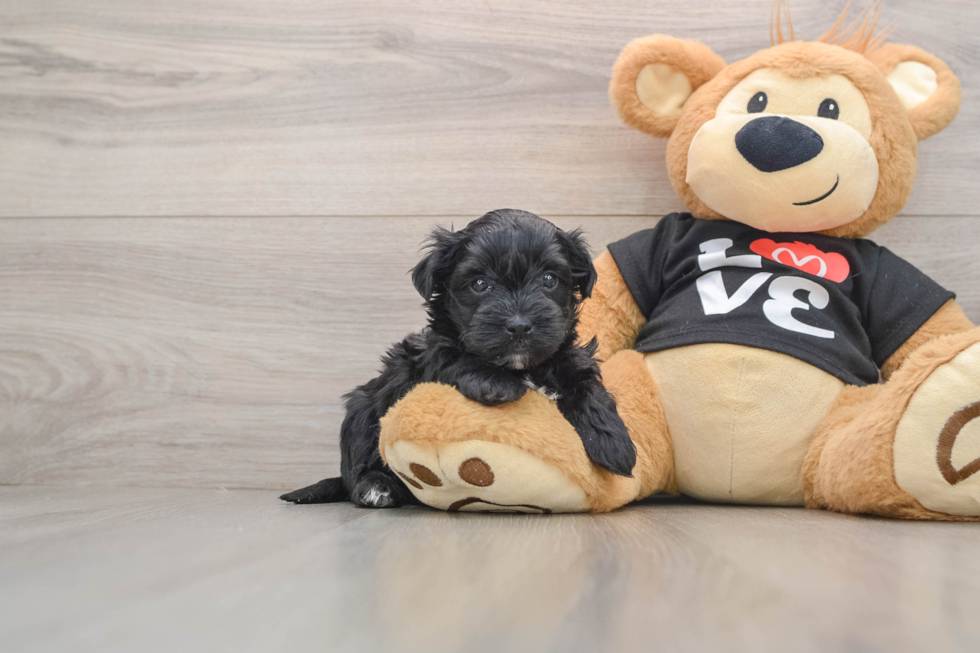 Petite Morkie Designer Pup
