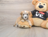 6 week old Morkie Puppy For Sale - Windy City Pups