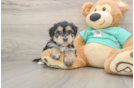 Cute Morkie Baby