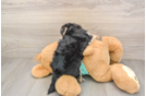Energetic Maltiyork Designer Puppy