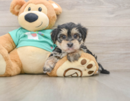 6 week old Morkie Puppy For Sale - Windy City Pups