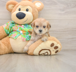 7 week old Morkie Puppy For Sale - Windy City Pups