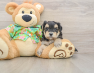 8 week old Morkie Puppy For Sale - Windy City Pups