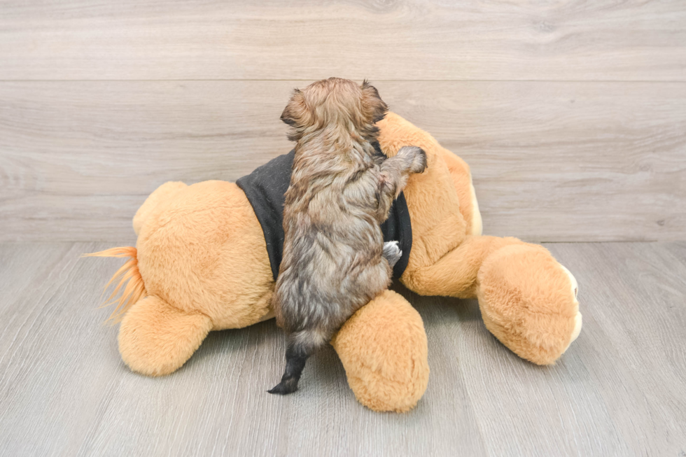 Popular Morkie Designer Pup