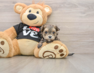 5 week old Morkie Puppy For Sale - Windy City Pups
