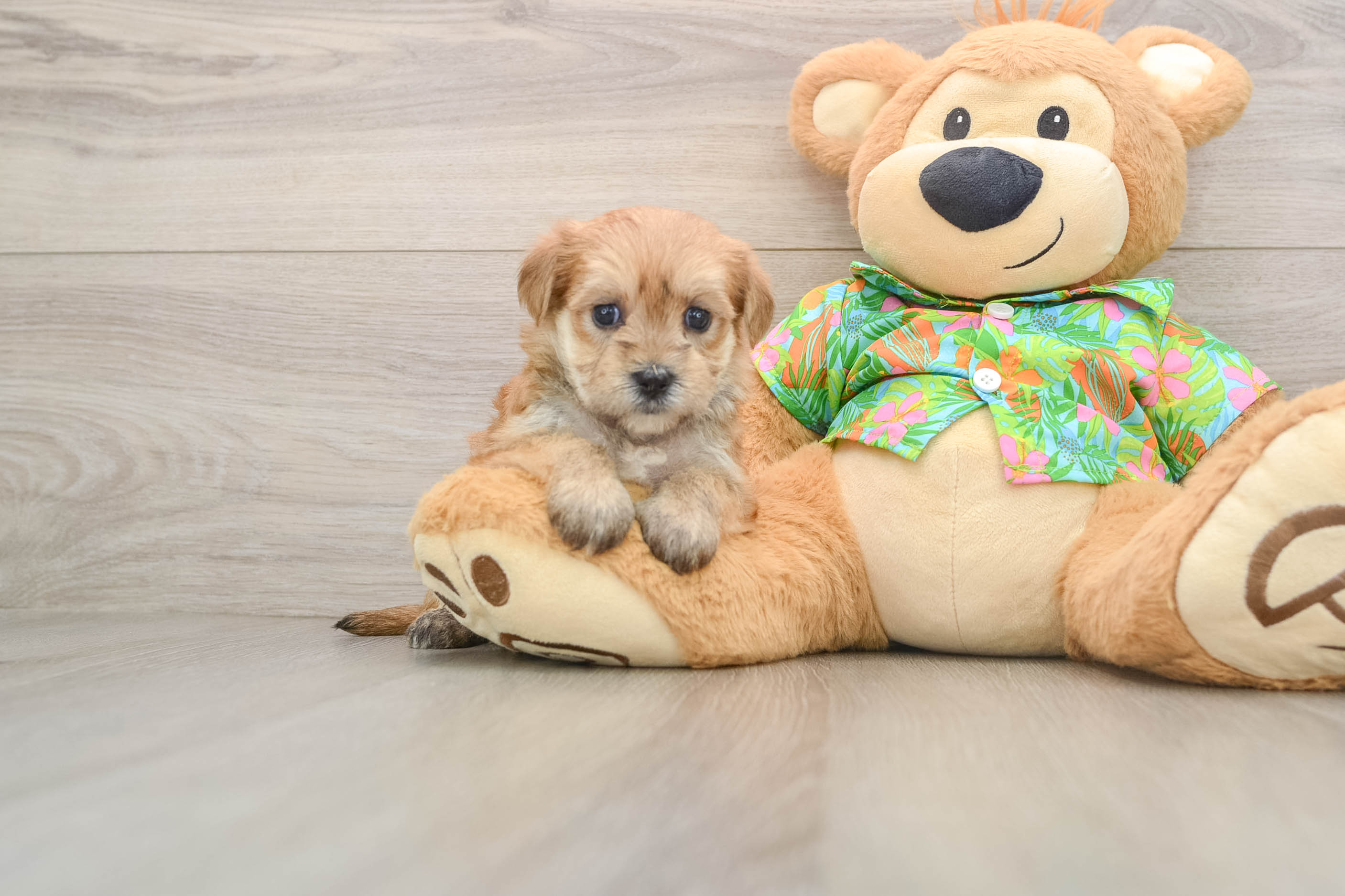 Small Morkie Baby