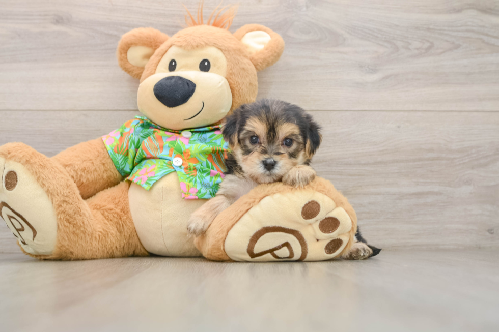 Happy Morkie Baby